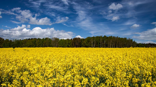 Scenic view of oilseed rape field against sky