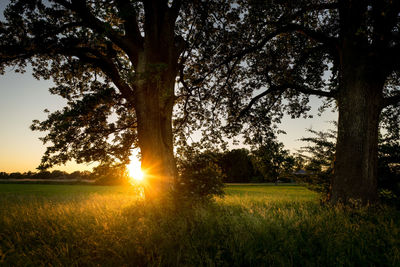 Sunlight streaming through trees on field during sunset