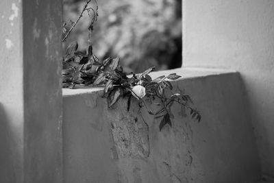 Close-up of plant against wall