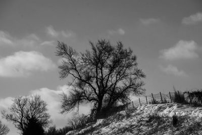 Low angle view of trees against sky