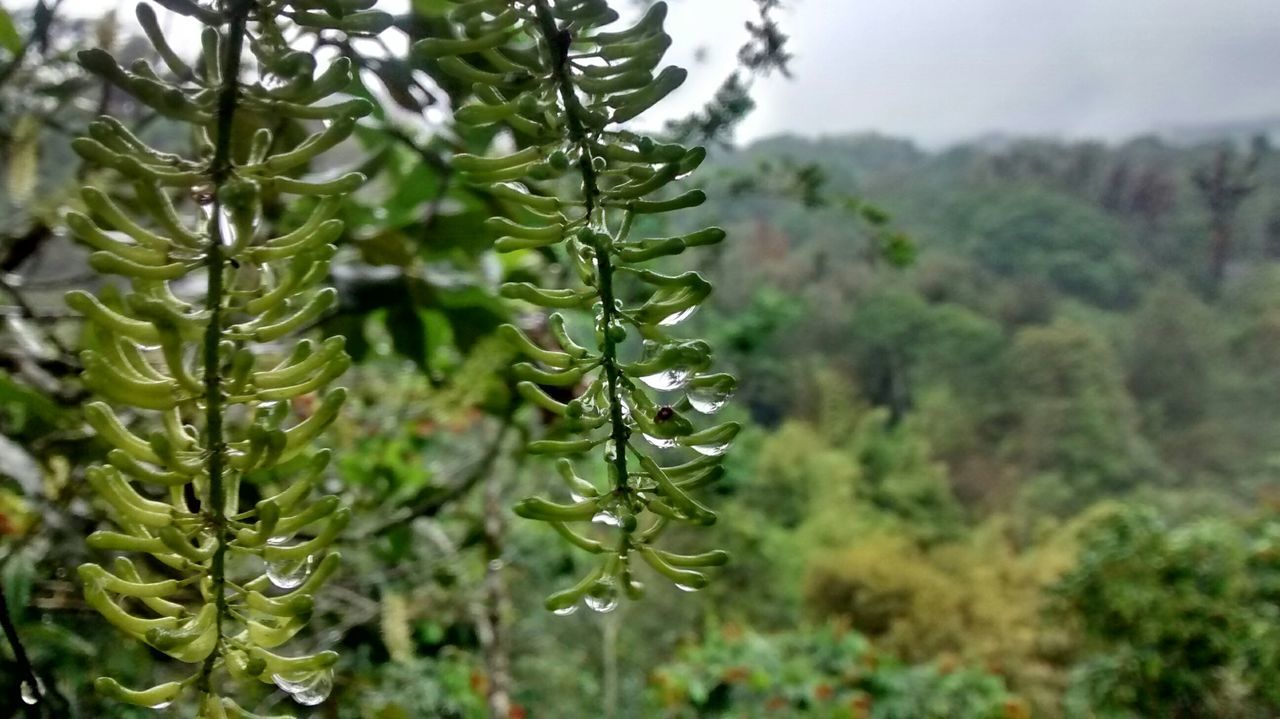 growth, green color, leaf, focus on foreground, close-up, nature, plant, tranquility, selective focus, beauty in nature, growing, tree, green, day, outdoors, freshness, branch, no people, forest, tranquil scene