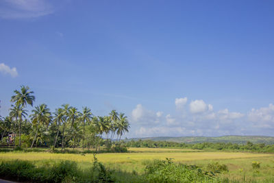 Trees on grassy landscape against blue sky