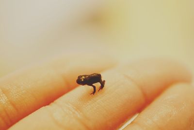 Close-up of cropped hand with young frog