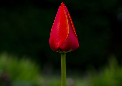 Close-up of red tulip
