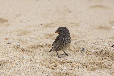 Close-up of bird perching on sand