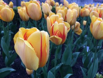 Close-up of yellow tulips on field