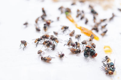 High angle view of bee on the table