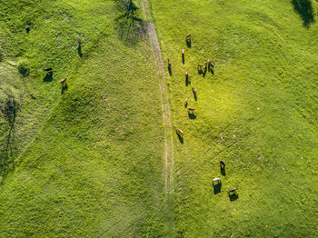 High angle view of sheep grazing on field