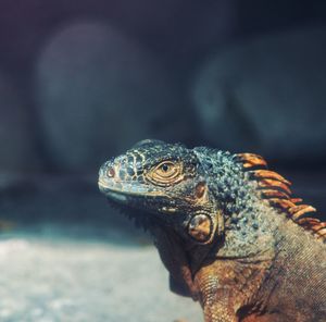 Close-up of a lizard