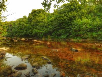 Scenic view of lake in forest