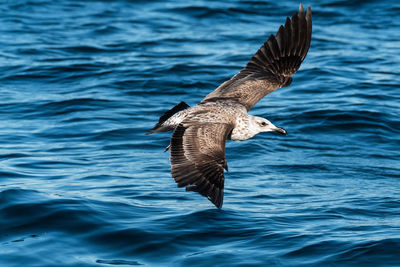 Seagull flying over sea