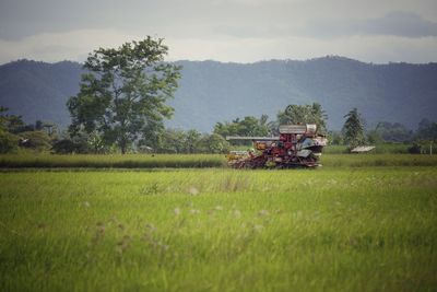 Scenic view of agricultural field