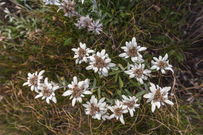 Close-up of white flowering plants on field