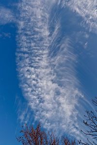 Low angle view of trees against blue sky