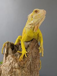 Close-up of lizard on tree
