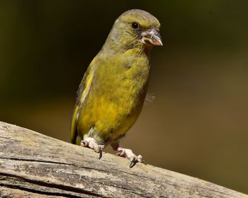 Close-up of bird perching on wood
