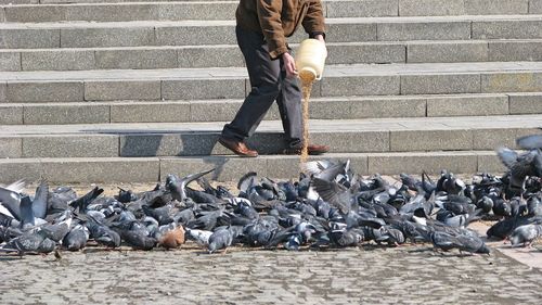 Full length of man feeding birds