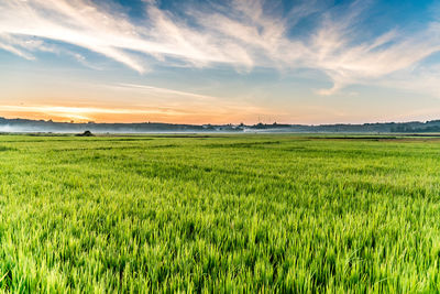 Scenic view of field against sky during sunset