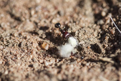 Close-up of crab on sand