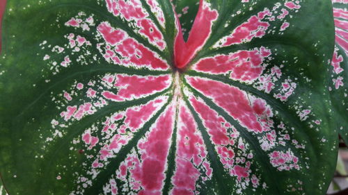 Close-up of flower plant