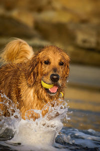 Golden retriever with ball walking in river