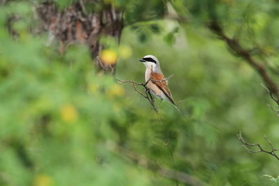 Bird perching on a branch