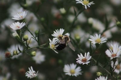 Close-up of honey bee pollinating on daisy flower