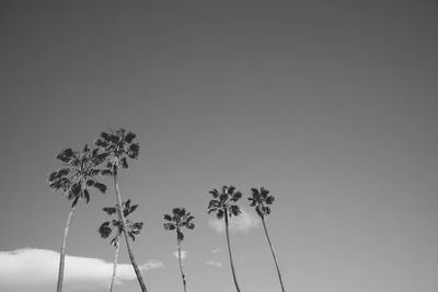 Low angle view of coconut palm tree against sky