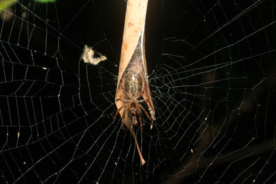 Close-up of spider on web