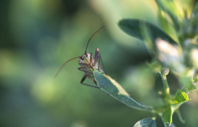 Close-up of insect on plant