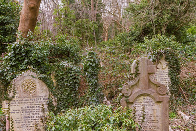 View of cross in cemetery