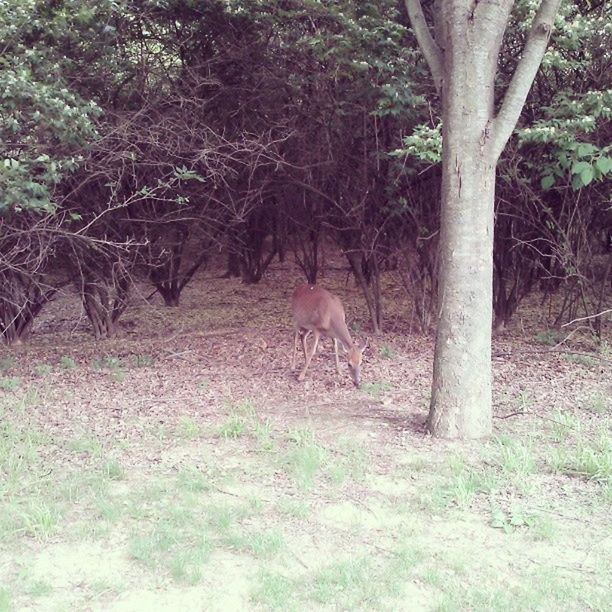 animal themes, animals in the wild, wildlife, mammal, field, tree, grass, grazing, nature, forest, herbivorous, livestock, deer, standing, landscape, one animal, two animals, growth, zoology, young animal