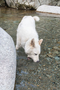 High angle view of white cat on rock