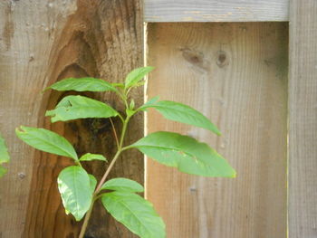 Close-up of plant growing outdoors