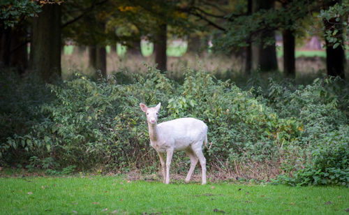 Sheep standing in a field