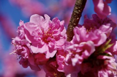 Close-up of pink cherry blossom