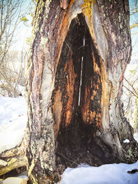 Close-up of tree trunk during winter