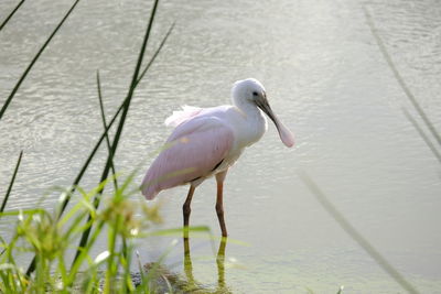 Close-up of bird in lake