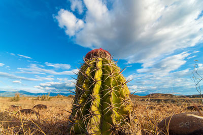 Low angle view of cactus growing at tatacoa desert against cloudy sky