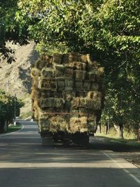 Road by trees in city