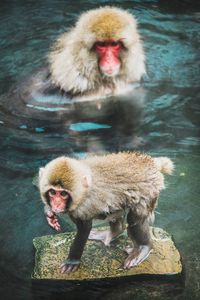 Monkeys in a water