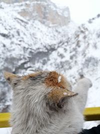 Close-up of a cat on snow