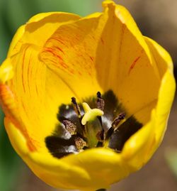 Close-up of yellow flowering plant