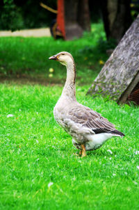 Close-up of bird on grass