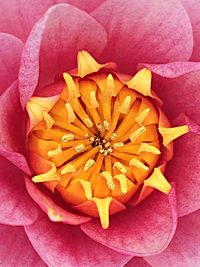 Close-up of flower over colored background