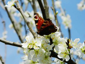 Close-up of insect on flower