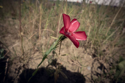 Close-up of pink flower on field