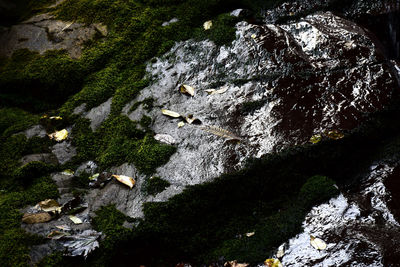 High angle view of moss on rock amidst trees