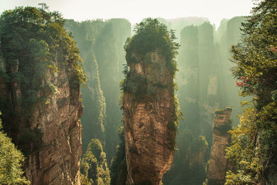 Panoramic view of forest against sky