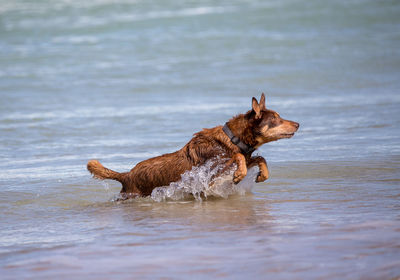 Dog in water